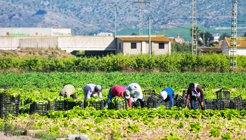 Farmers or farm workers picking up lettuces in an agricultural plantation during coronavirus or covid 19 pandemic. Farmers supply during Coronavirus lock down.  photo