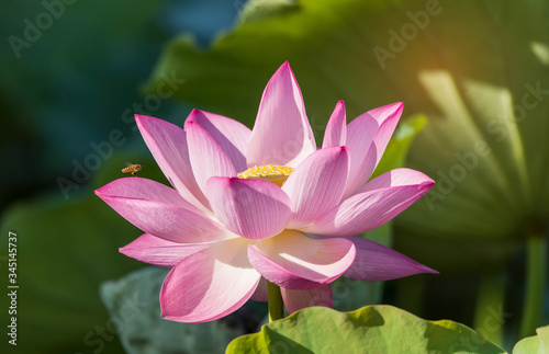 lotus flower blooming in summer pond with green leaves as background