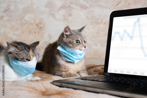 Two fluffy cats in a protective masks. The cats was protected from the virus by a mask and education and working online, makes shopping over the Internet 