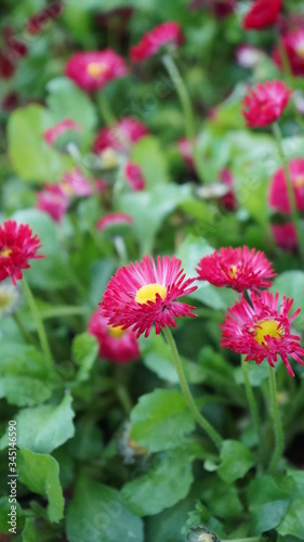 Flowers spring Montreux 