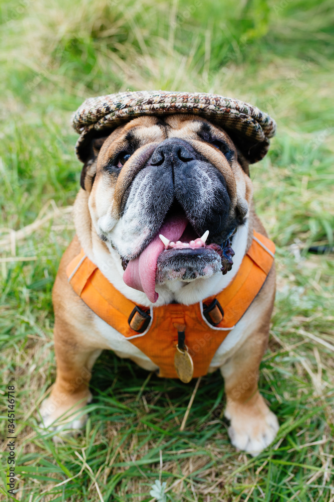 Red English/British Bulldog Dog wearing cap  out for a walk looking up sitting in the grass