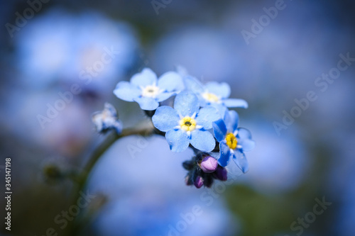 Blue forget me not flower in spring