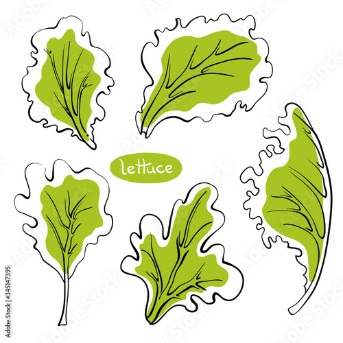 Lettuce leaves. Colorful line sketch collection of vegetables and herbs isolated on white background. Doodle hand drawn vegetable icons. Vector illustration