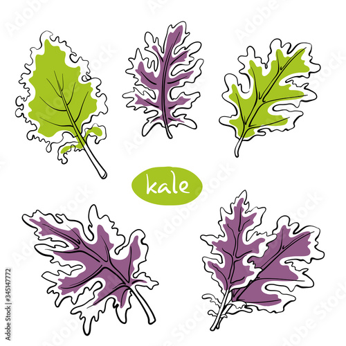 Kale salad leaves. Colorful line sketch collection of vegetables and herbs isolated on white background. Doodle hand drawn vegetable icons. Vector illustration