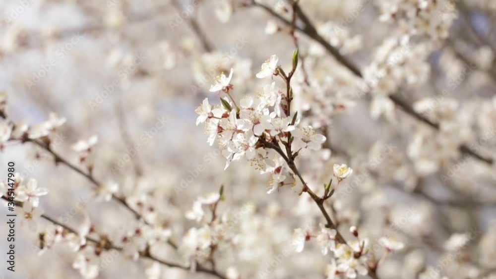 Japanese garden in bloom. The cherry blossoms. Japanese garden in bloom. The cherry blossoms.