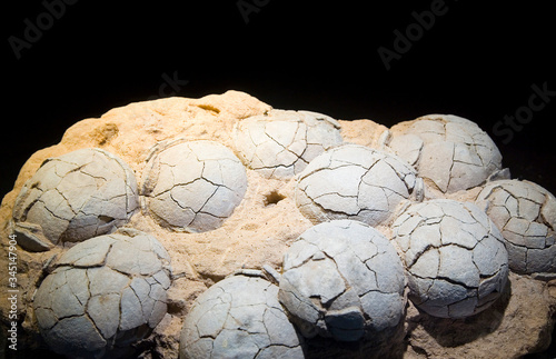 Therizinosaurus dinosaur eggs, Late Cretaceous.