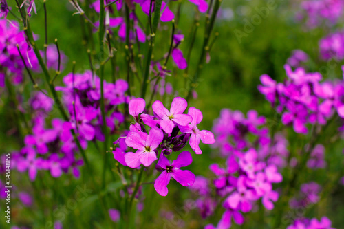 Red flower on a background of green grass in the garden