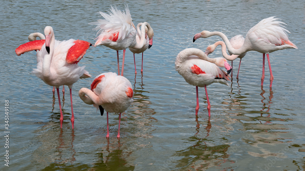 Pink flamingo in the open bird park in Pont de gau are meeting at the pond Pink flamingo in the open bird park in Pont de gau are meeting at the pond