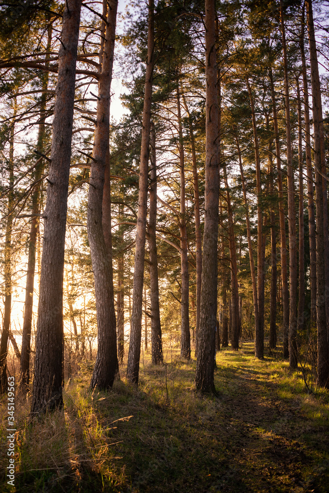 Spring pine forest