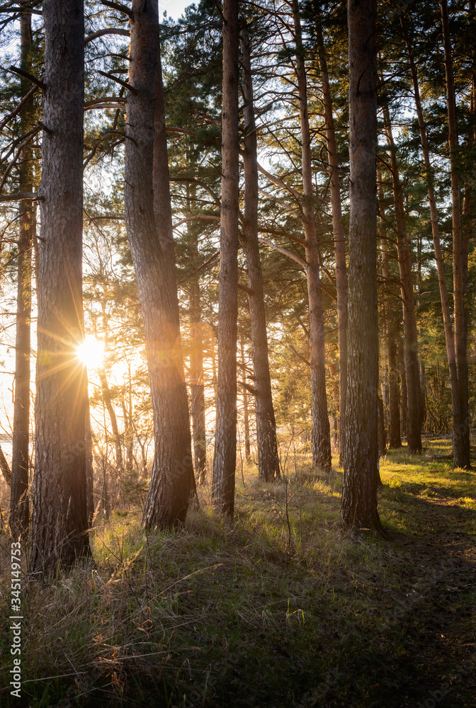 Obraz premium Spring pine forest