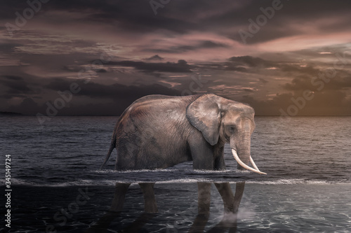 African elephant in the water.