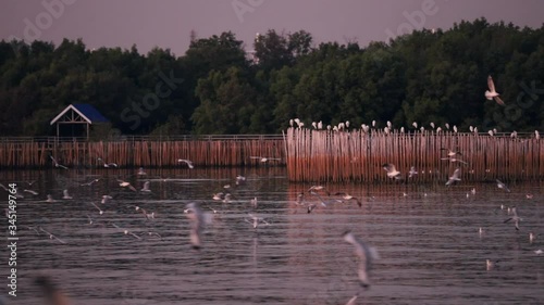 Landscape view of seagulls in sunset at Bang Pu Recreation Center is a seaside resort on the Bay