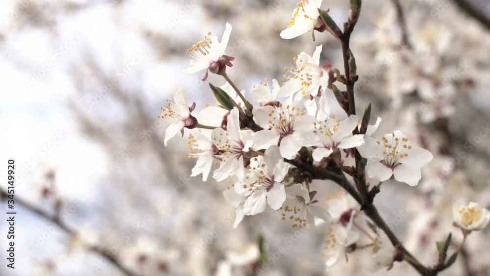Blooming Apple tree. Apple tree branch in bloom. Blooming Apple tree. Apple tree branch in bloom.