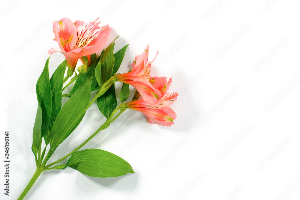 Fresh lily flowers on a white background with clipping path. Flower care, top view.