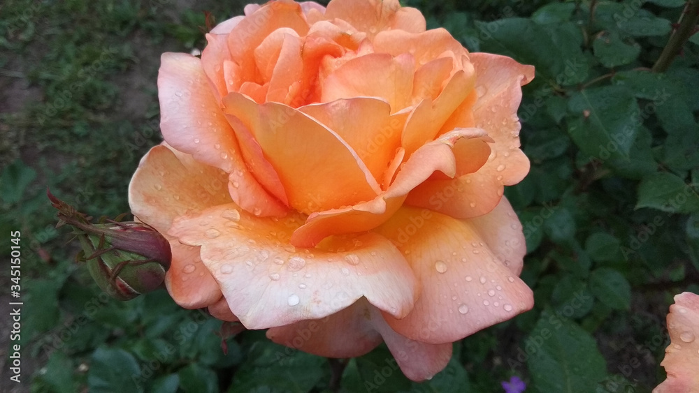 Peach rose Peach rose