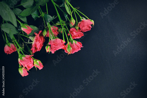 Red roses on a dark blue background. Bright flowers, top view. Beauty concept.
