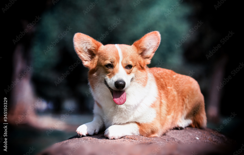 welsh corgi dog lies on a stone