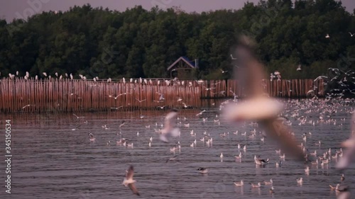 Landscape view of seagulls in sunset at Bang Pu Recreation Center is a seaside resort on the Bay