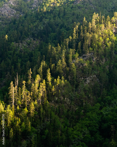 Pine trees on the slope of a mountain