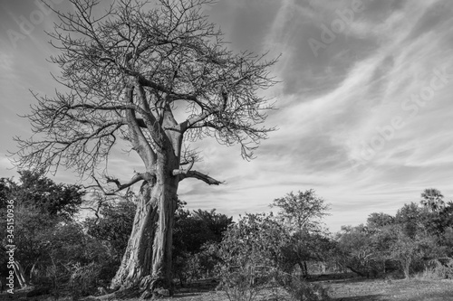 Baobab tree at Victoria Falls