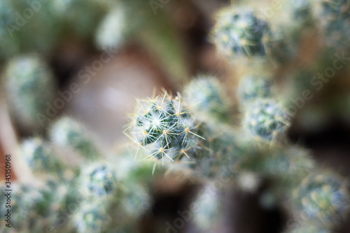 Cactus. Succulent plant.