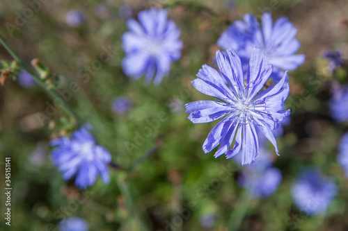 Common chicory plant blooming in a meadow