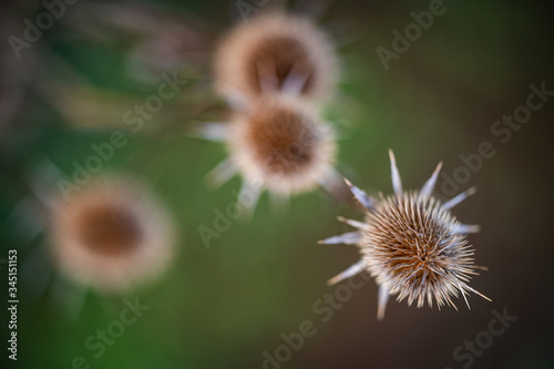 Close up on Onopordum acanthium plant commonly known as Cotton thistle or Scottish Thistle