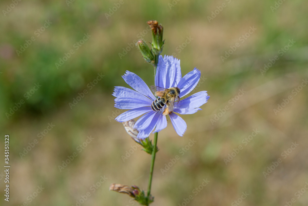 Fototapeta premium Bee on the common chicory flower in a meadow