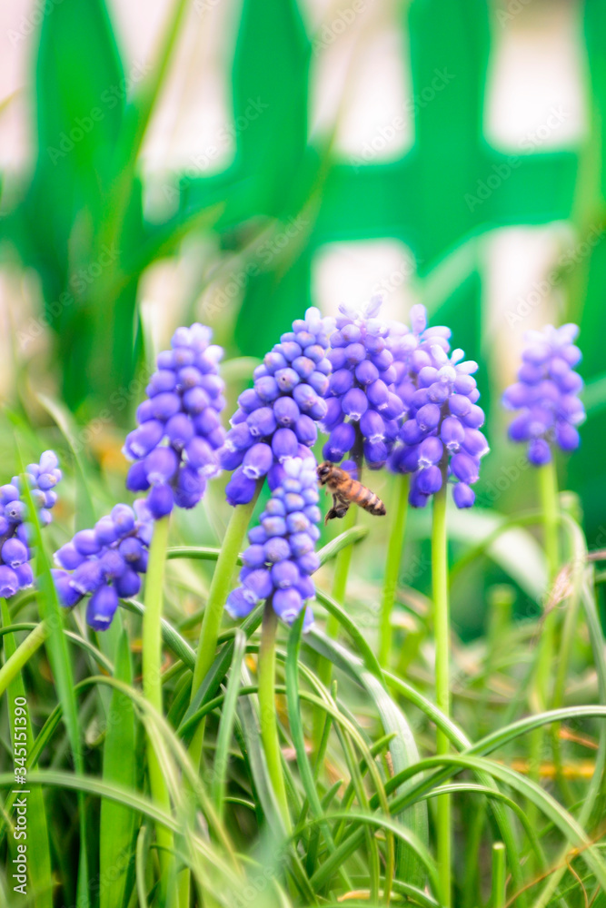 Fototapeta premium Вlue honey flowers. Spring flowers.