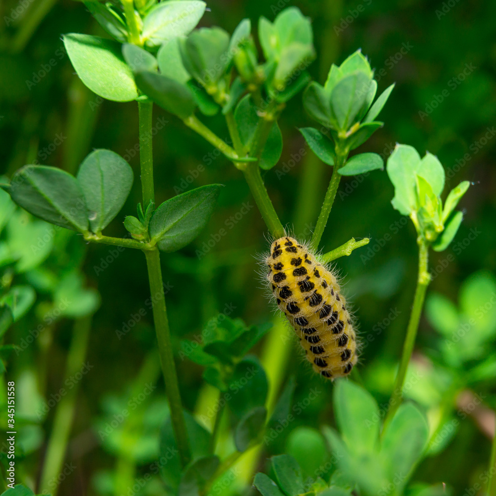 macro shot of yellow caterpillar on green leaf macro shot of yellow caterpillar on green leaf