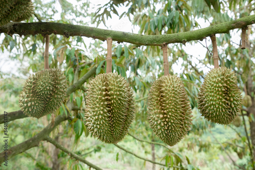 Good quality organic durian hanging on an local farm farm in Thailand. It is the king of famous fruit and has a great flavor with crispy deliciousness. Large and hard-thorned fruit.