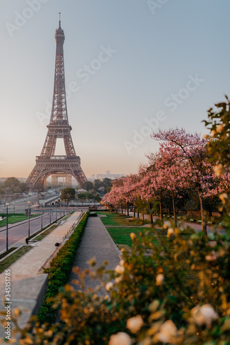 Fototapeta Naklejka Na Ścianę i Meble -  Sunrise in Paris Spring 2020 Quarantine blossom sakura France pink flowers
