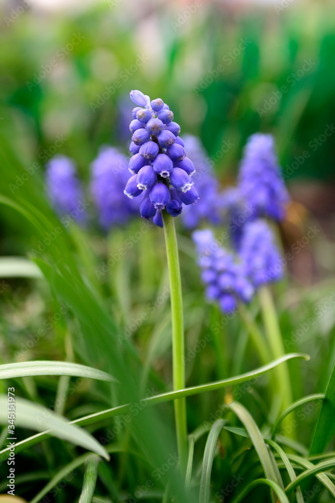 Вlue honey flowers. Spring flowers. Вlue honey flowers. Spring flowers.