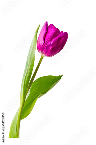 isolated single tulip bug on the white background