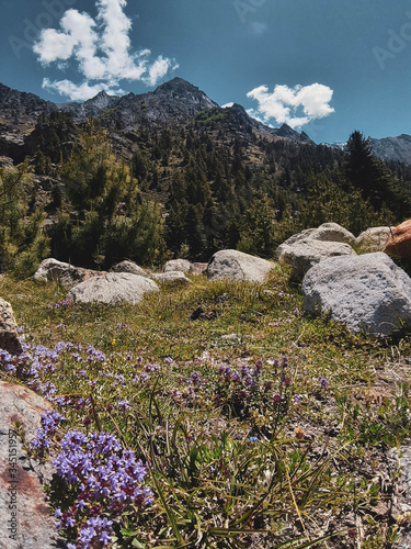 A valley of flowers in the Indian Himalayas