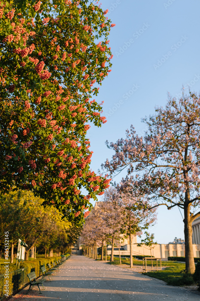 Naklejka premium blossom in Paris