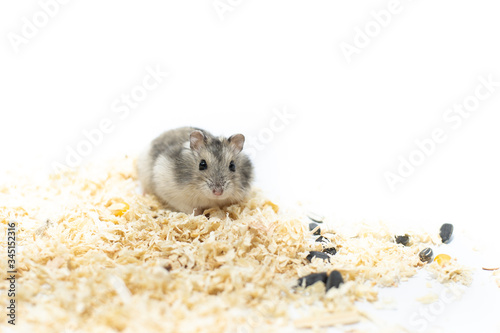Cute hamster on a white background