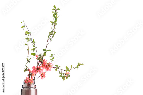 Branch with blossoms, little red flowers isolated on white background