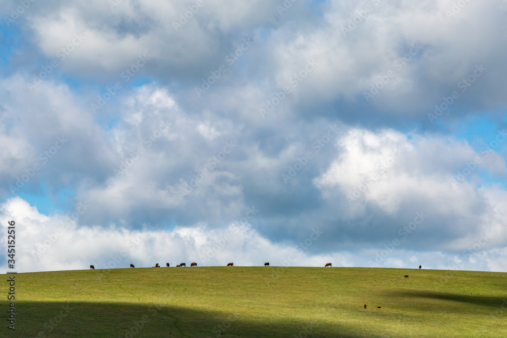 Looking up at cows grazing on a hill in the South Downs
