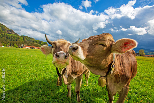 Kühe - Allgäu - Glücklich - gesund - Braunvieh - Alpen - Hörner
