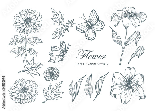 Sketch Floral Botany Collection. Flower drawings. Black and white with line art on white backgrounds. Hand Drawn Botanical Illustrations.Vector.3