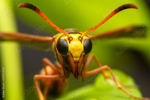 Close up of the Paper wasp on the green leaf in the deep forrest.  front view of the yellow insect on green leave in the garden. © witsawat