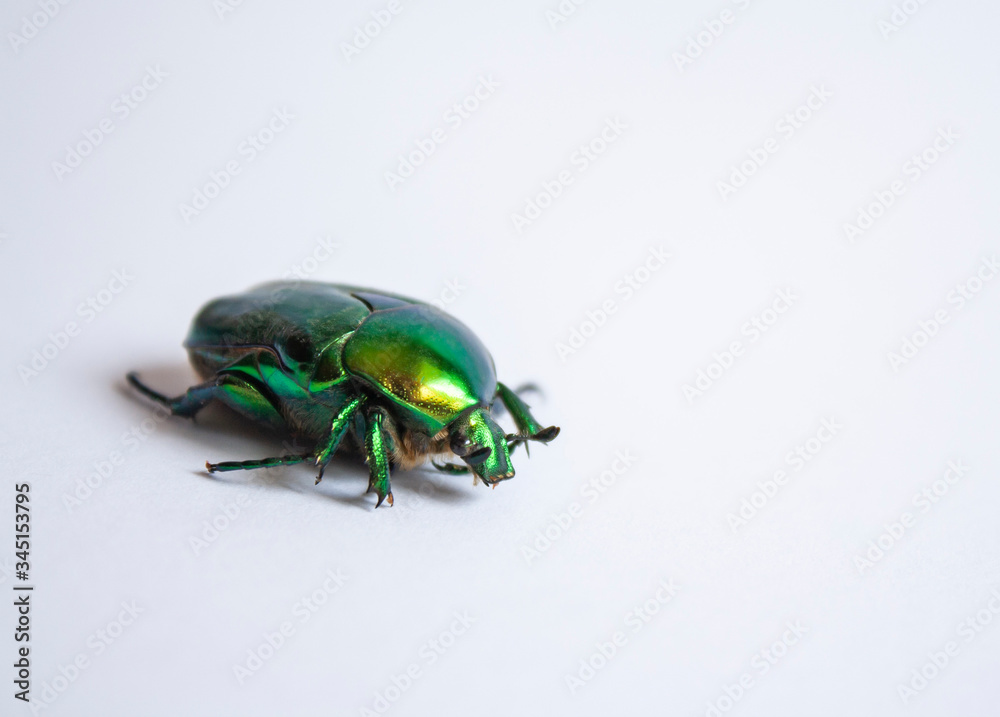 big green beetle close-up creeps on a white background big green beetle close-up creeps on a white background