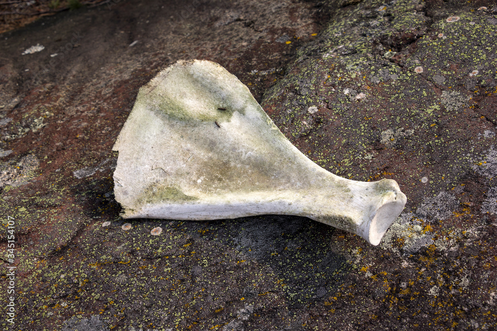 A find in Sweden, a big old bone, probably a shoulder blade from an elk or deer.