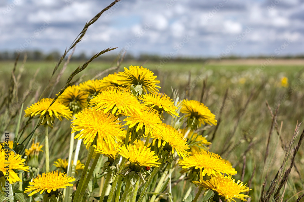 Bright yellow dandelions bloom on a meadow in the Nuthe-Nieplitz Nature Park