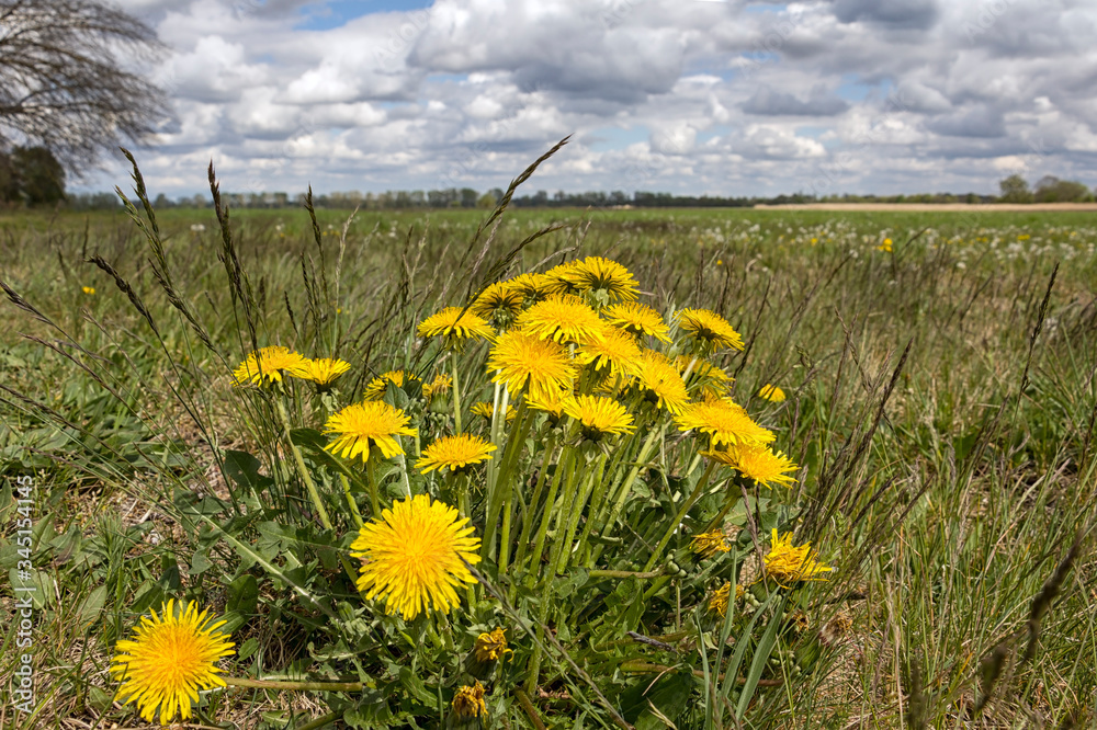 Bright yellow dandelions bloom on a meadow in the Nuthe-Nieplitz Nature Park