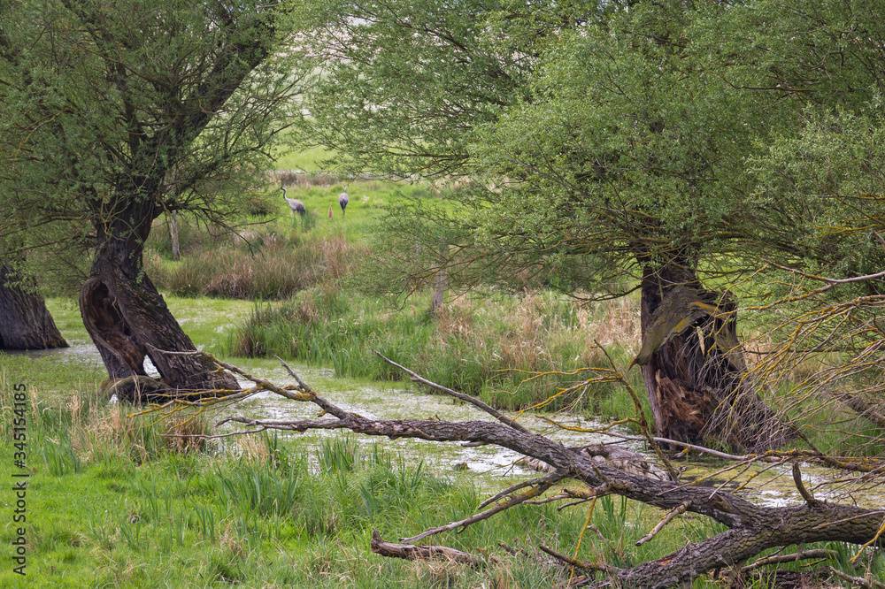 View into a small wetland, a swamp with willow trees in Havelland, Brandenburg.