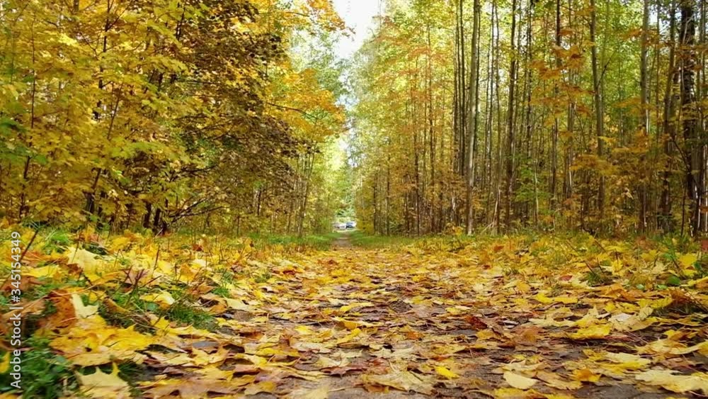 POV moving along beautiful forest road covered with autumn leaves POV moving along beautiful forest road covered with autumn leaves