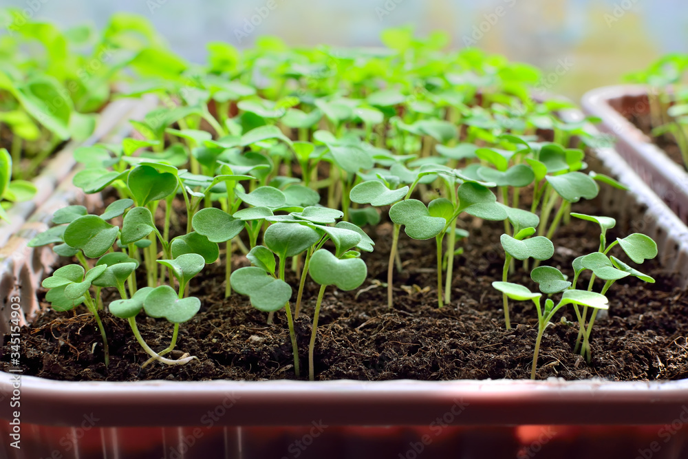 Arugula seedlings close up growing on the windowsill Arugula seedlings close up growing on the windowsill