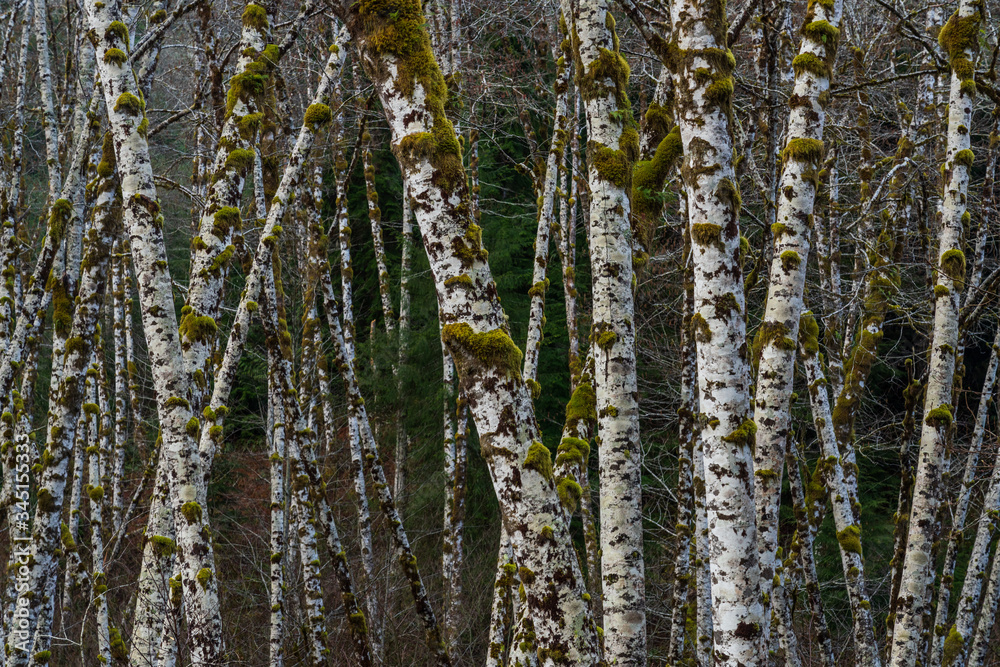 Mountain Ash Trees Along The Forest Road